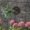 Transpirable Floral Para Alce Y Phalaenopsis 5