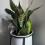 Artistic Sun Catchers Plant Stands With Durability Frame For 5