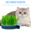 3Pcs Durable Cat Grass Planting Box Multi-Color Hydroponic Indoor Tray 11