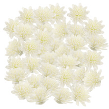 200 Pezzi Fiori Per Diffusore,