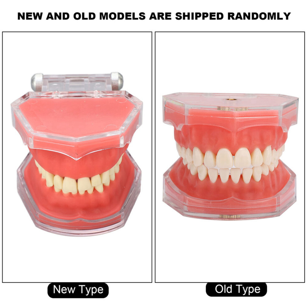 Gingiva Model Removable Teeth Soft Oral Demonstration Dental Practice Tool
