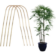 Pflanzenstützen aus Bambus, Gartenstäbe für Amaryllis und andere Kletterpflanzen, robust, flexibel und langlebig, 10er-Set