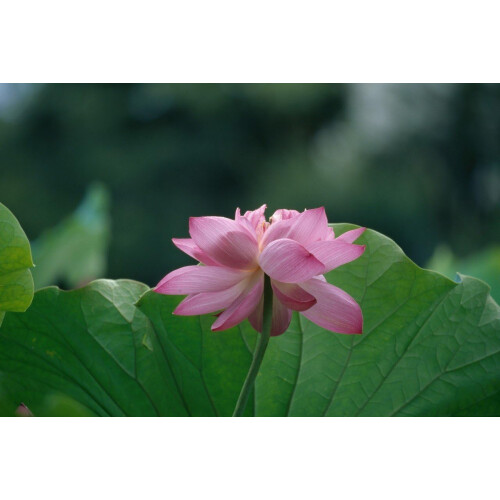 Kodak Kodak E100G Επαγγελματικό ISO 100, 120mm, Φιλμ Χρώματος Διαφάνειας (5 Ρολά ανά Συσκευασία) 2