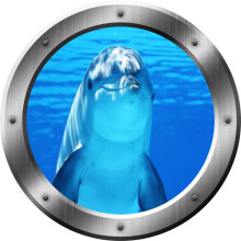 Porpoise falmatrica Dolphin lors 3D falmatrica lehzhat s plcikadekor VWAQ-SP29 (14"" tmro)
