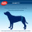 Simple Solution Simple Solution Diadema de pañal desechable para perros macho, 12 hilos, con indicador de sudor 4