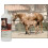 UltraCruz Equine Conditioner til heste 32 oz 3