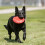KONG KONG Flyer Frisbee Small 4