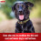 Shampoo e balsamo medicati al solfodene per cani 12 once 5