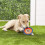 Chuckit! Canine Hardware Petmate 600114 Small Zipflight 2