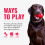 KONG - Ring - Durable Rubber Dog Chew Toy - For Medium/Large Dogs 5