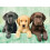 Clementoni Tre puzzle Labrador 1000 pezzi per adulti 2