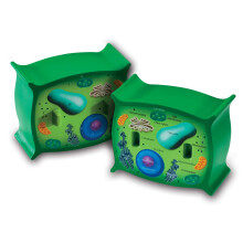 Leermiddelen Dwarsdoorsnede Plantencelmodel Plantenanatomie Wetenschap Klaslokaalaccessoires 2 stukken schuim, leeftijd 7+ Multi 5 x 4 x 4,5 inch (LE