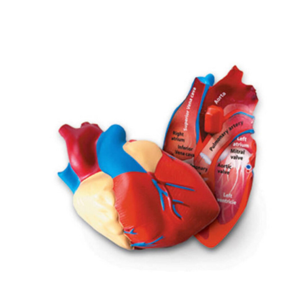 Learning Resources Ler1902 Human Heart Crosssection Model