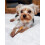 Nylabone Extreme Chew Bone Twin Pack Cheeseburger/apple Small 2