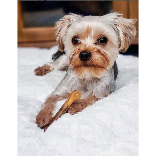 Nylabone Extreme Chew Bone Twin Pack Cheeseburger/apple Small 1
