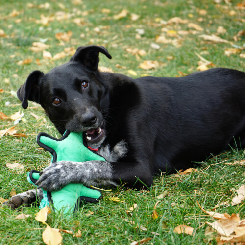 KONG KONG Ballistic Langlebiges Quietsch-Hundespielzeug (Alligator) 1