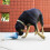 KONG KONG Rewards Tipsy Futter- oder Leckerli-Ausschüttelspielzeug für Hunde (Groß) 4