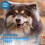 123 Treats Corna di Capra per Cani - (Large, 3 Pezzi) Snack per Cani Durevoli e Naturali 3