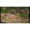 Nintendo Pikmin, New Play Control - Nintendo Wii 4