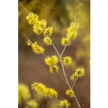 Witch Hazel Hamamelis Arnold Promise Shrub Plant 5-6ft Extra Large in a 7.5 Litre Pot By Direct Plants
