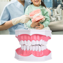 Dental Teeth Model with Brush for Kids Oral Care Teaching, 15x12x9cm