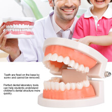 Kids Dental Teeth Brushing Model PE Material 9.5x7.5cm