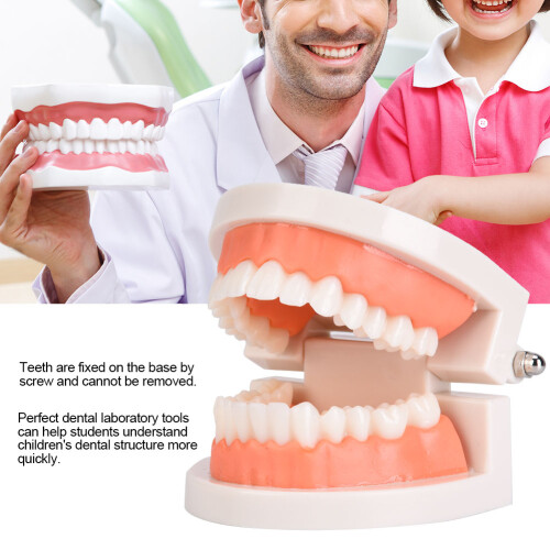 Kids Dental Teeth Brushing Model PE Material 9.5x7.5cm