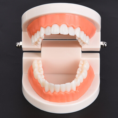 Kids Dental Teeth Brushing Model PE Material 9.5x7.5cm 2