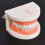 Kids Dental Teeth Brushing Model PE Material 9.5x7.5cm 7