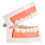 Kids Dental Teeth Brushing Model PE Material 9.5x7.5cm 9