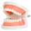 Kids Dental Teeth Brushing Model PE Material 9.5x7.5cm 5