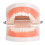 Kids Dental Teeth Brushing Model PE Material 9.5x7.5cm 6