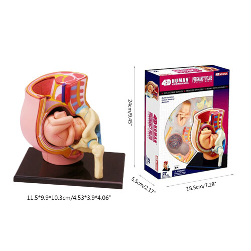 Modèle de Section de bassin humain enceinte avec bébé, modèle 2