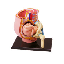 Menselijke zwangere bekkensectie Model Zwangerschap Anatomie van