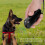 Ultrasonic Dog Repelling Device with Bark Training & LED Torch 13