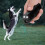 Ultrasonic Dog Repelling Device with Bark Training & LED Torch 7