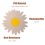 Θήκη για γλάστρες Chic Sunflower, Τριβέτ σιλικόνης για θερμομόνωση, Αντιολισθητικά 3