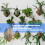 Fern Mounting Board Wall Planter Simple Assembly-Star anise 5