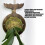 Fern Mounting Board Wall Planter Simple Assembly-Star anise 6