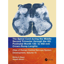 The Spinal Cord during the Middle Second Trimester through the 4th Pos