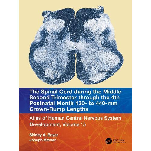The Spinal Cord during the Middle Second Trimester through the 4th Pos