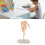 Actionfigurenkörper, anpassbare Posen, beweglich 5