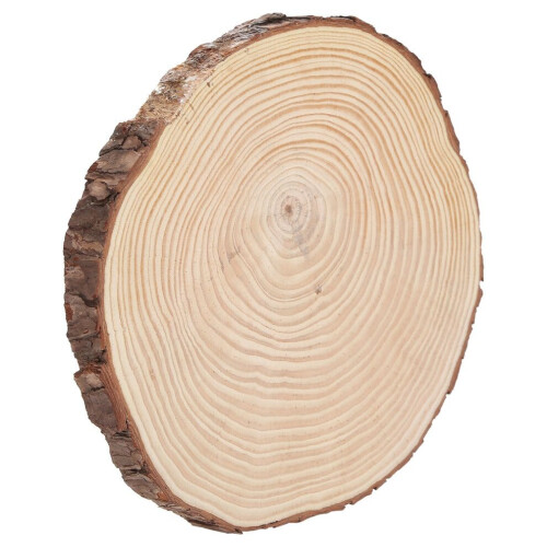 Rodajas de madera natural Círculos de madera sin terminar 2