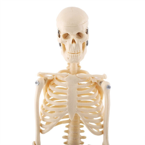 1 modelo anatómico de esqueleto humano médico 2