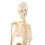1 modelo anatómico de esqueleto humano médico 4