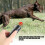 Ultrasonic 3-in-1 Bark Control Handheld Device for Dogs with LED Black 2