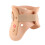 Philly Neck Brace Cervical Collar Neck Support, 3 Sizes, Lightweight & Durable 3