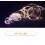 Guirlande Lumineuse de Noël à LED 4m 3
