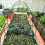 Plant Paradise, ιδανικό κάλυμμα αντικατάστασης για εξωτερικό μίνι θερμοκήπιο κήπου, 3