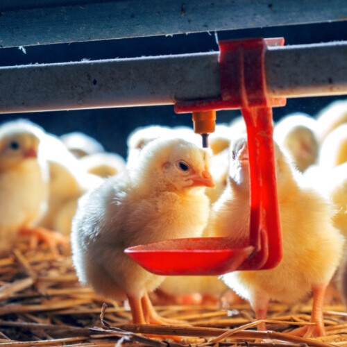 20Pcs Huhn Nippel Trinker Tassen Waterer Hängen 2